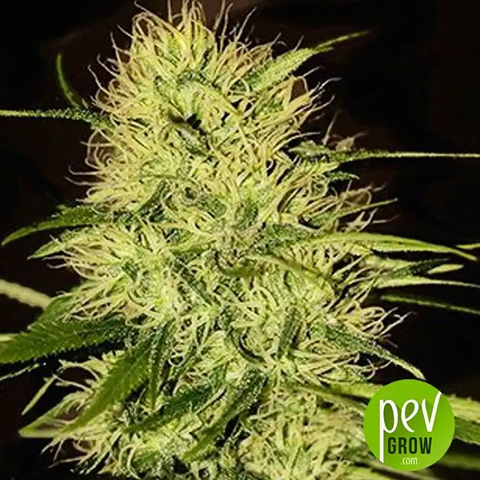 Mr Jack Mass - Mr Hide Seeds