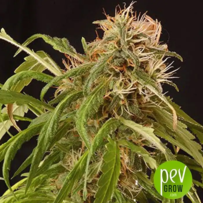 Piaya Haze CBD - Mr Hide Seeds
