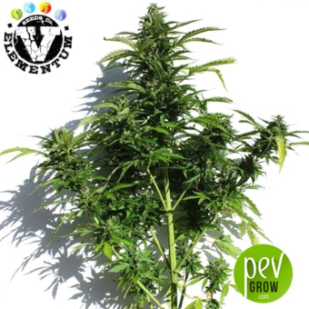 Caseus Auto - V Elementum Seeds