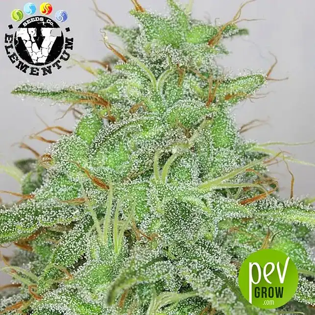 Candy Fruit Auto - V Elementum Seeds Candy Fruit Auto - V Elementum Seeds