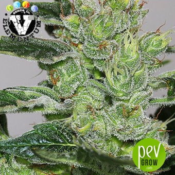 Candy Fruit - V Elementum Seeds