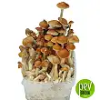 Mckenaii mushroom cultivation kit