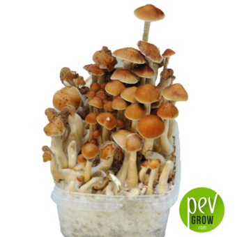 McKenaii mushroom cultivation kit