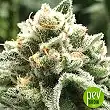 Sublimator - R-Kiem Seeds Sublimator - R-Kiem Seeds