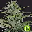 Auto Bilberry - Exclusive Seeds