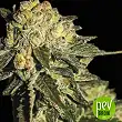 Auto Mandarina - Exclusive Seeds
