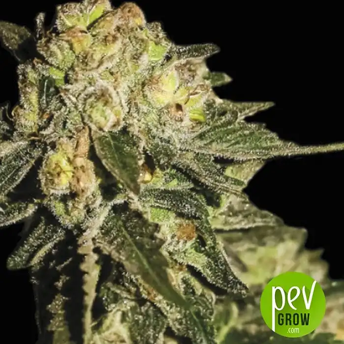 Auto Mandarina - Exclusive Seeds