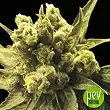 Auto Nemo - Exclusive Seeds Auto Nemo - Exclusive Seeds
