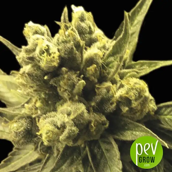 Auto Nemo - Exclusive Seeds