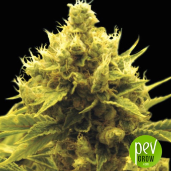 Cheese x Critical - Exclusive Seeds