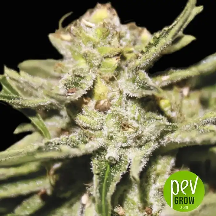 Doble W - Exclusive Seeds