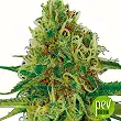 Amnesia Exclusive Seeds Bank Amnesia Exclusive Seeds Bank
