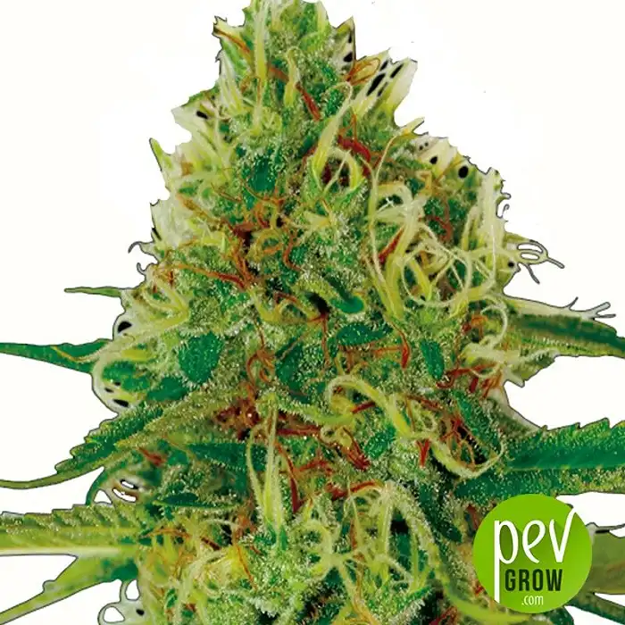 Amnesia Exclusive Seeds Bank