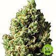 Auto Critical - Exclusive Seeds Auto Critical - Exclusive Seeds
