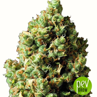 Auto Critical - Exclusive Seeds