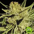Egarshark - Exclusive Seeds Egarshark - Exclusive Seeds