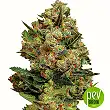 Critical Exclusive - Exclusive Seeds Critical Exclusive - Exclusive Seeds