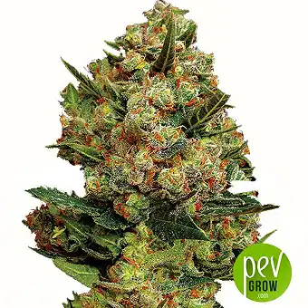 Critical Exclusive - Exclusive Seeds