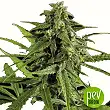 Auto Oxus - Exclusive Seeds