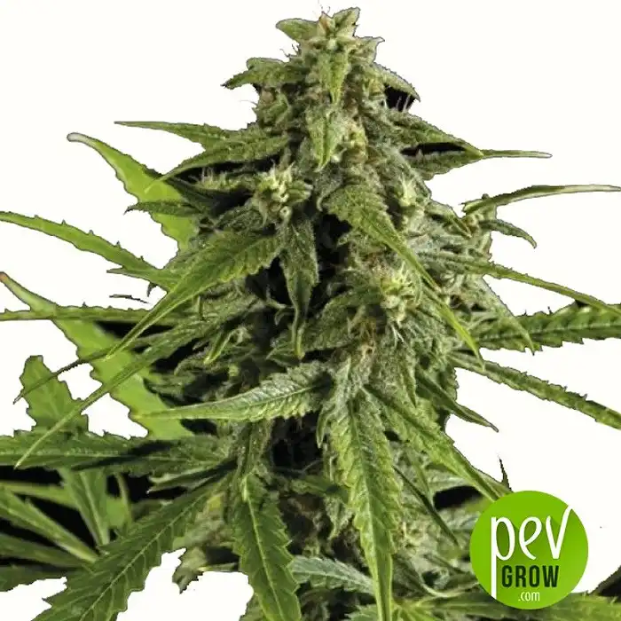 Auto Oxus - Exclusive Seeds