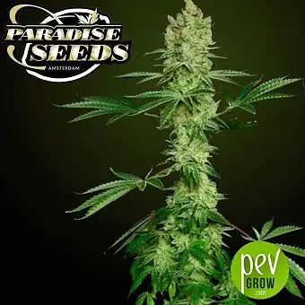 Ice Cream - Paradise Seeds