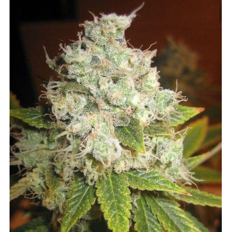 Afgan Kush X Black Domina World of Seeds