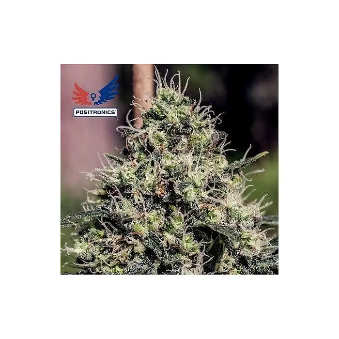 Lemon Trip Feminizada Positronics