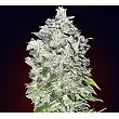 00 Kush Auto - 00 Seeds