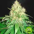 Northern Light Blue (Medicinal) - Delicious Seeds Northern Light Blue (Medicinal) - Delicious Seeds