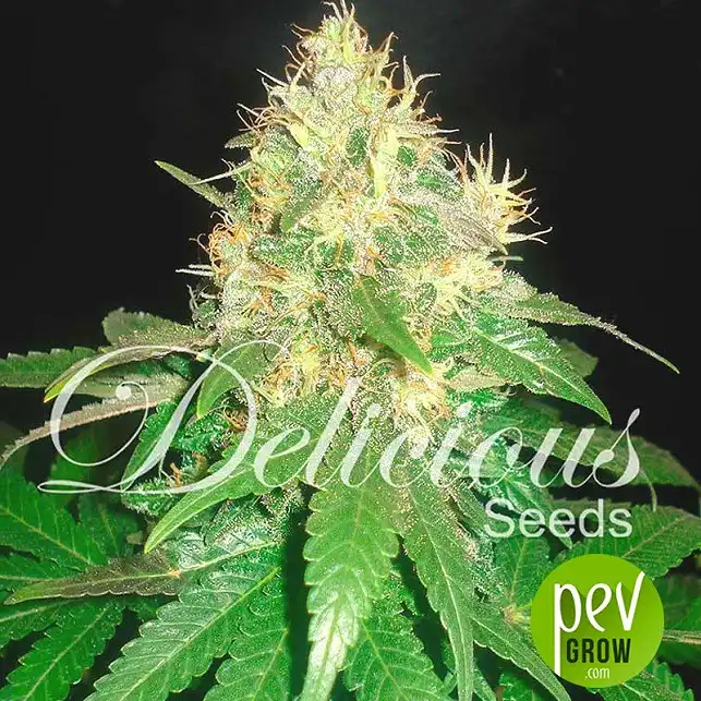 Northern Light Blue (Medicinal) - Delicious Seeds