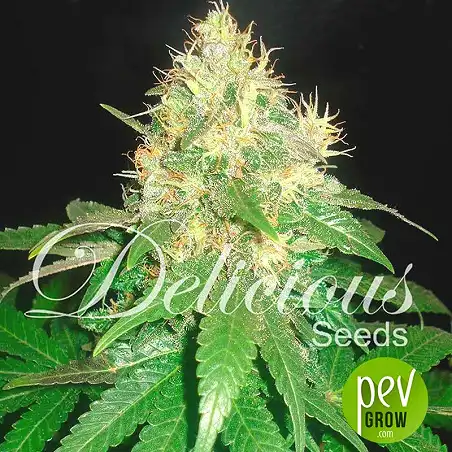 Northern Light Blue (Medicinal) - Delicious Seeds