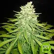 Mazar X Great White Shark (Medicinal) - World of Seeds Mazar X Great White Shark (Medicinal) - World of Seeds