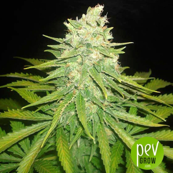 Mazar X Great White Shark (Medicinal) - World of Seeds