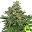AK 420 Auto - Seed Stockers