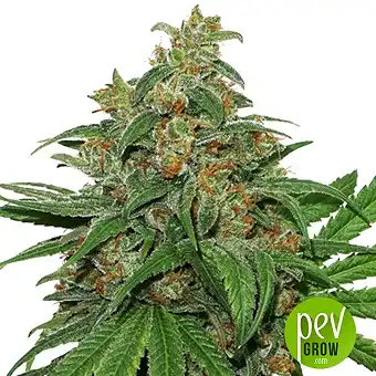 AK 420 Auto - Seed Stockers