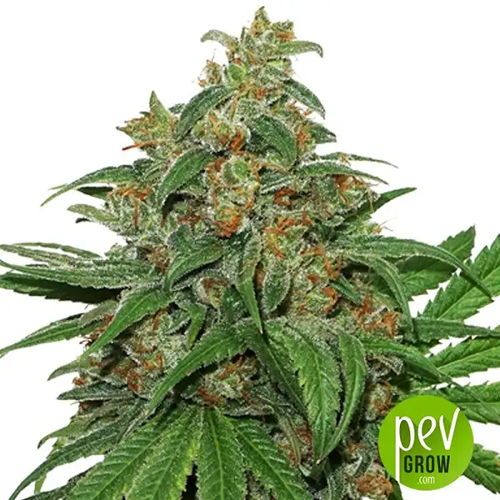 AK 420 Auto - Seed Stockers