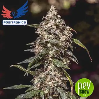 CBD + 1:20 - Positronics