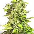 Amnesia CBD - Spain Bulk Seeds