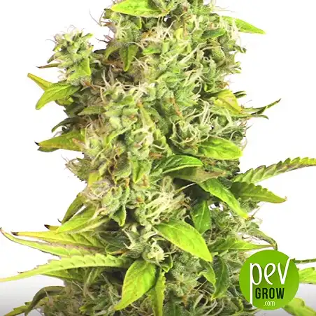 Amnesia CBD - Spain Bulk Seeds