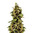 Critical Sour Female Seeds