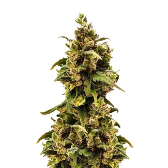 Critical Sour