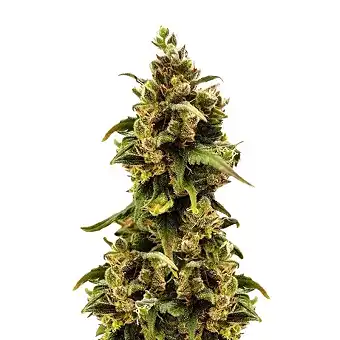 Critical Sour Female Seeds