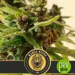 Black Mamba Auto CBD - Blimburn Seeds