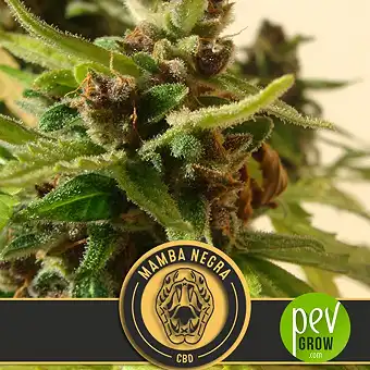 Black Mamba Auto CBD - Blimburn Seeds
