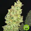 Strawberry AKeil - Serious Seeds