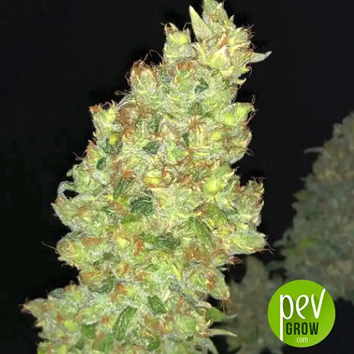 Strawberry AKeil - Serious Seeds