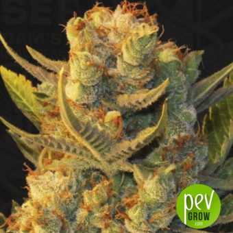 MK Ultra Kush x Bubblegum