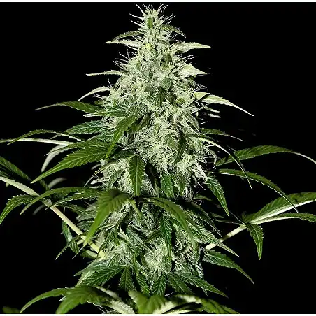 Kalashnikova Auto - Green House