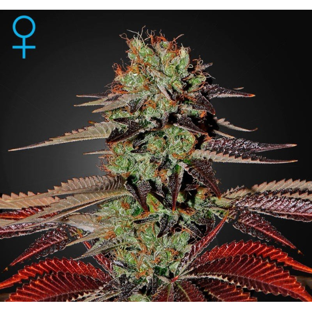 Kings Kush Auto