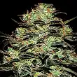 Moby Dick - Green House 1